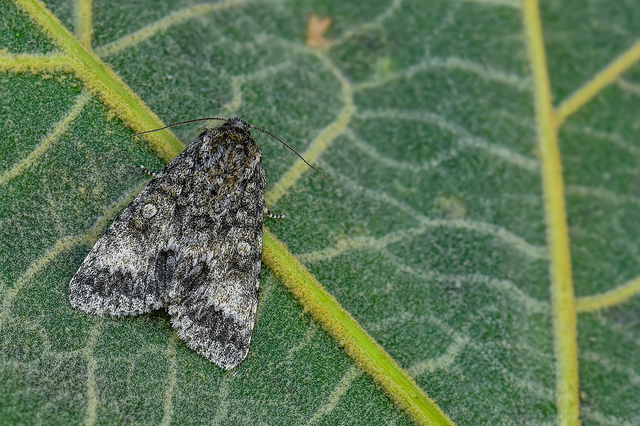 Acronicta megacephala - nagyfejű szigonyosbagoly