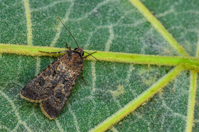 Agrotis segetum - vetési földibagoly