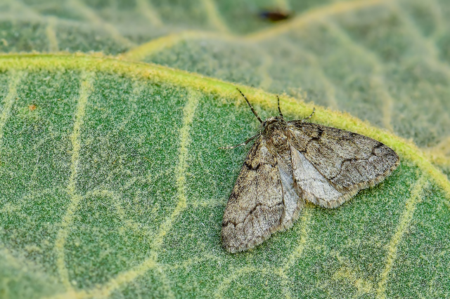 Tephronia sepiaria/Eumannia lepraria