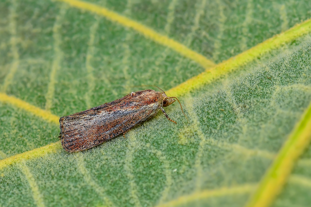 Galleria mellonella - nagy viaszmoly