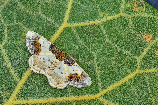 Ligdia adustata - barna levélaraszoló