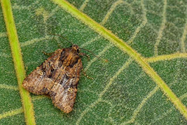Mesapamea secalella/secalis
