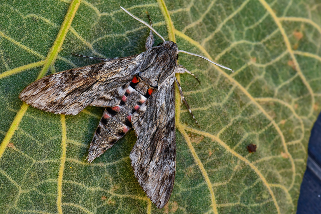 Agrius convolvuli - szulákszender