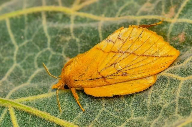 Euthrix potatoria - szomjas pohók