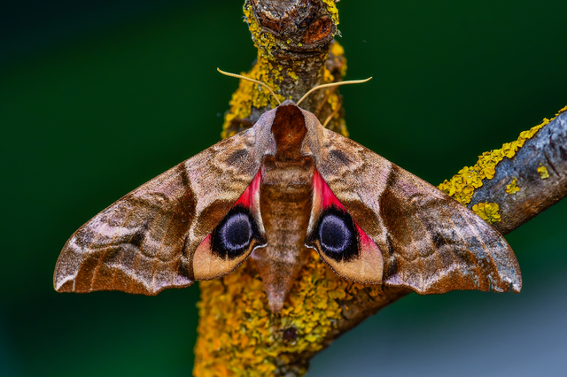 Smerinthus ocellatus - esti pávaszem
