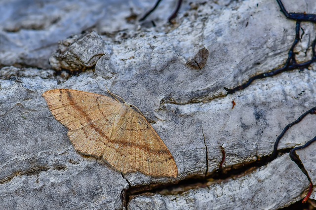 Cyclophora linearia - vonalas pettyesaraszoló