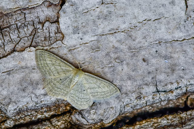 Scopula virgulata - vesszős sávosaraszoló