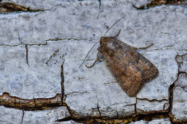 Hoplodrina octogenaria - barna selymesbagoly