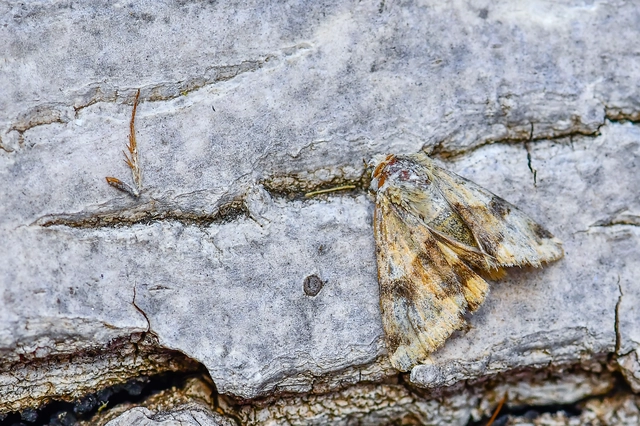 Heliothis viriplaca - mácsonyabagoly