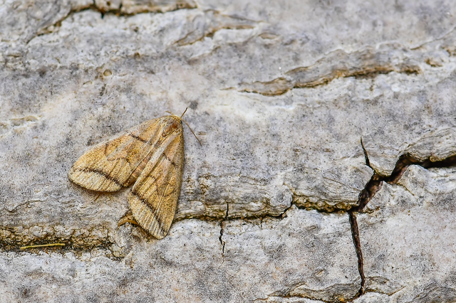 Herminia grisealis - ligeti karcsúbagoly