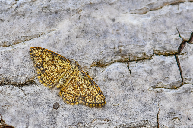 Stegania cararia - gyűrűs nyáraraszoló