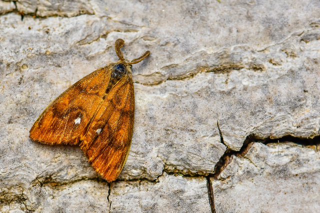 Orgyia antiqua - rozsdabarna kisszövő