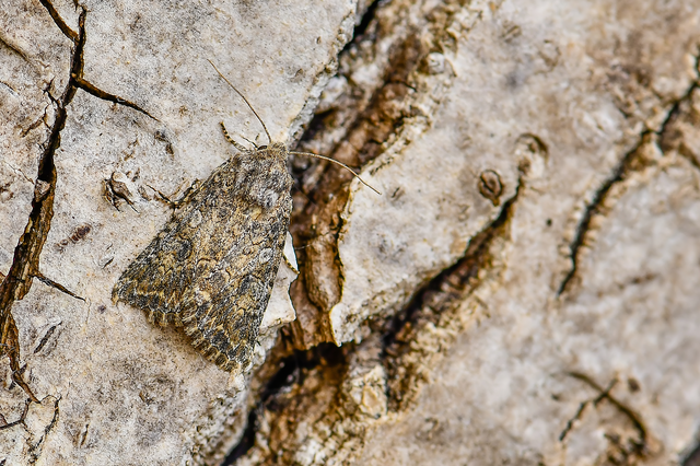 Hadula trifolii - lóherebagoly