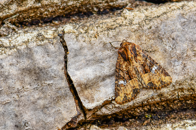 Mesapamea secalella/secalis