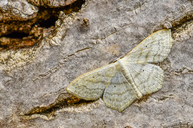 Scopula nigropunctata - feketepettyes araszoló
