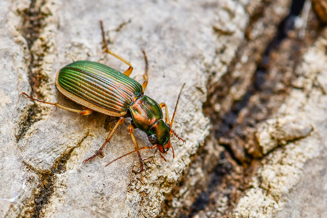 Chlaenius spoliatus - csupasz bűzfutó