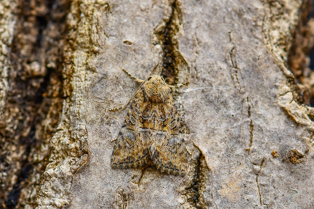 Mesoligia furuncula - kétszínű dudvabagoly