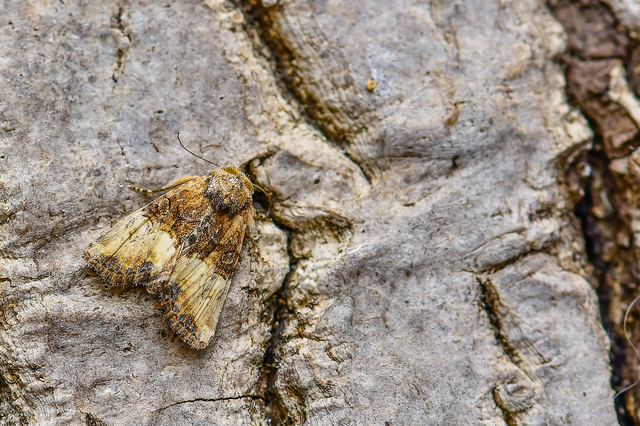 Mesoligia furuncula - kétszínű dudvabagoly