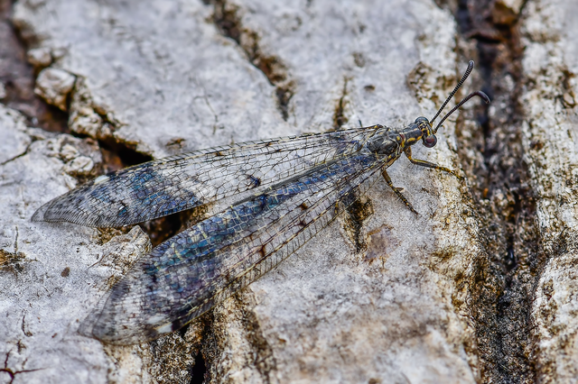 Distoleon tetragrammicus - négyfoltos hangyaleső