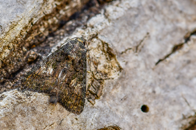 Anophia leucomelas - déli folyófűbagoly