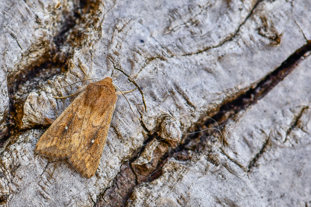 Mythimna albipuncta - fehérpettyes rétibagoly