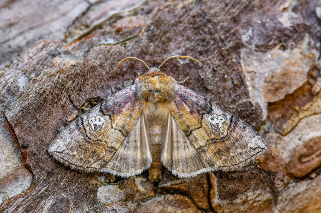 Tethea ocularis - pápaszemes pihésszövő