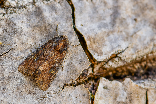 Mesapamea secalella/secalis