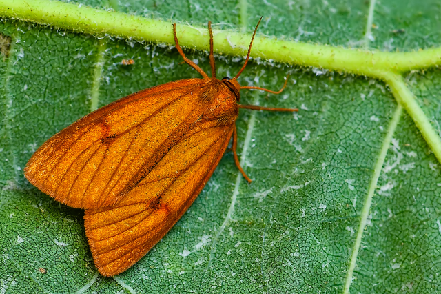 Diacrisia sannio - vörösszélű medvelepke