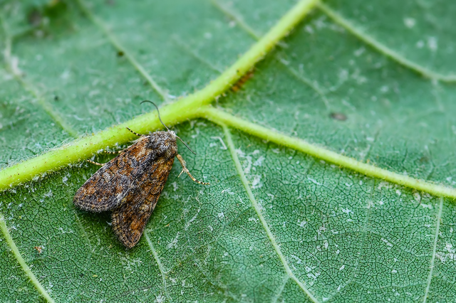 Mesoligia furuncula - kétszínű dudvabagoly
