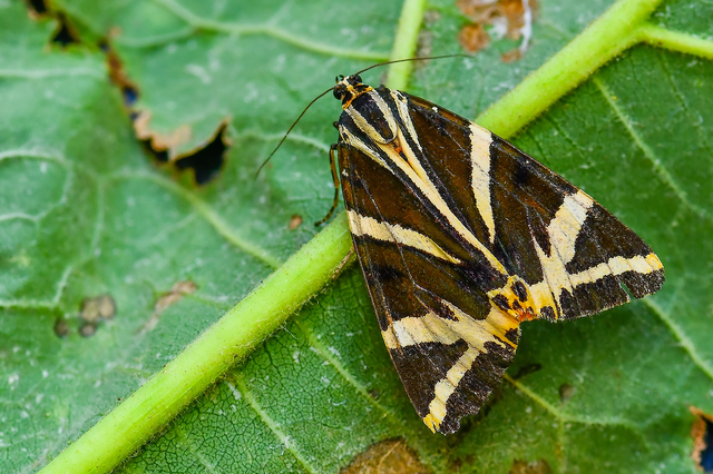 Euplagia quadripunctaria - csíkos medvelepke