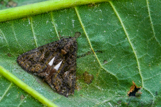 Anophia leucomelas - déli folyófűbagoly