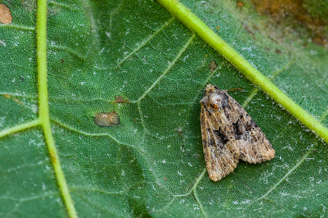 Mesapamea secalella/secalis