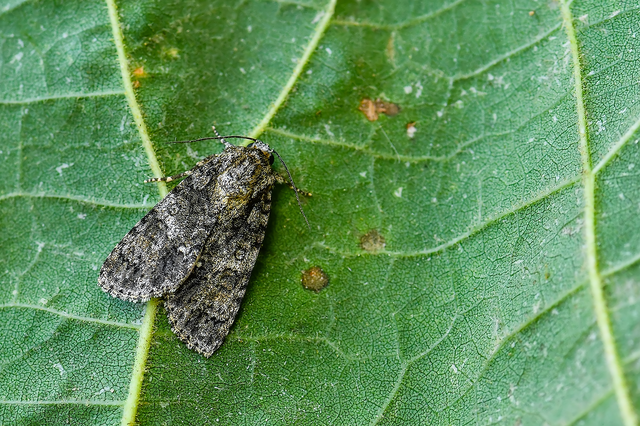 Acronicta rumicis - sóska-szigonyosbagoly