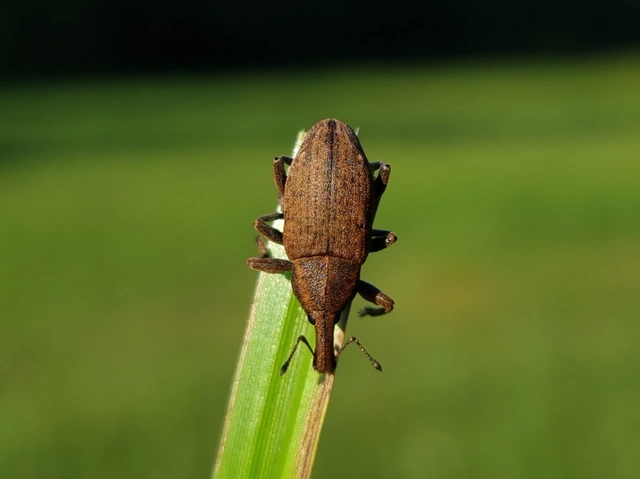 Lepyrus capucinus - pettyes fűzormányos
