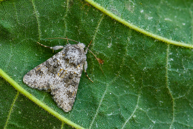 Hecatera dysodea - parajbagoly