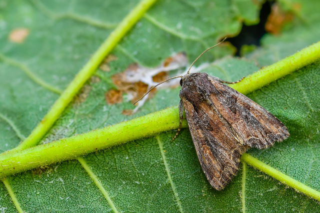 Lacanobia suasa - tarka kertibagoly