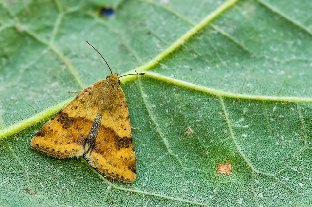Heliothis viriplaca - mácsonyabagoly