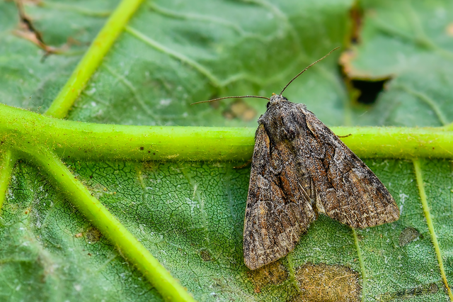 Lacanobia thalassina - borbolya-kertibagoly