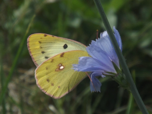 Colias hyale - kéneslepke