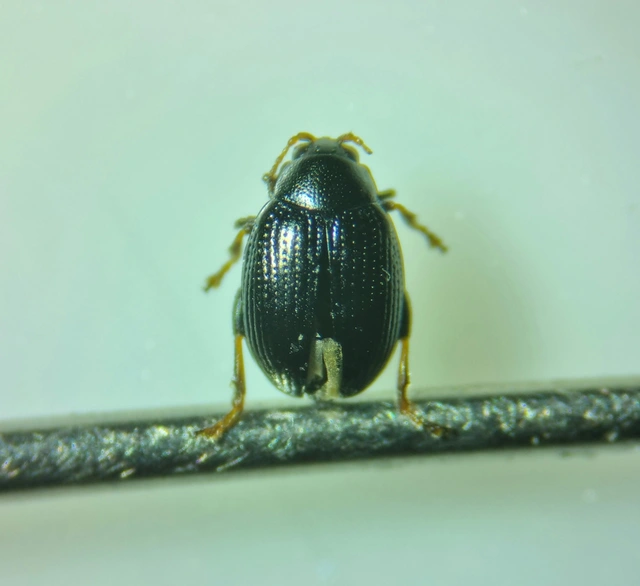 Chaetocnema Chaetocnema