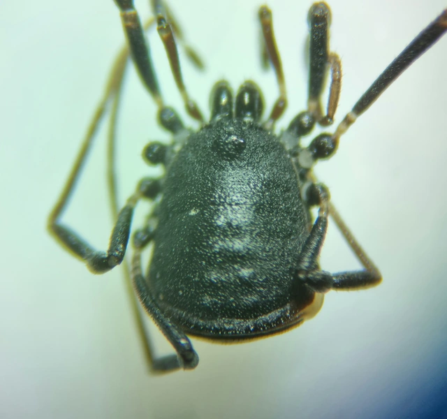 Opiliones - Kaszáspókok