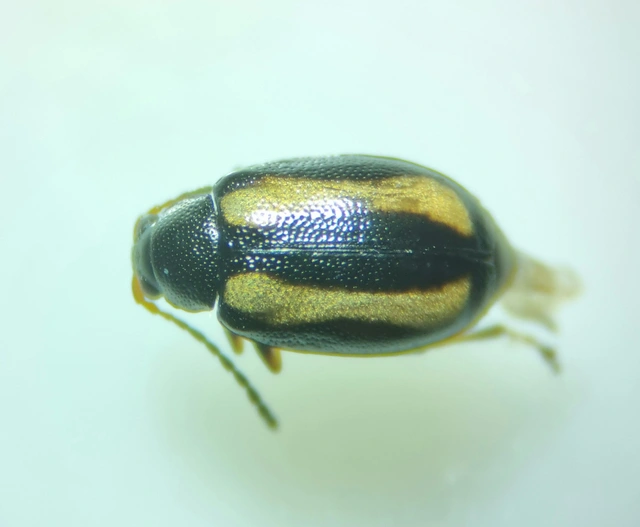 Phyllotreta undulata - csíkos káposzta-földibolha