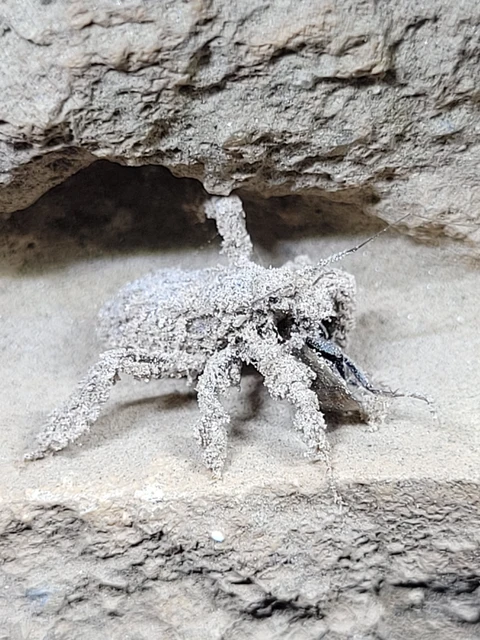 Reduvius personatus - szemetes zugpoloska