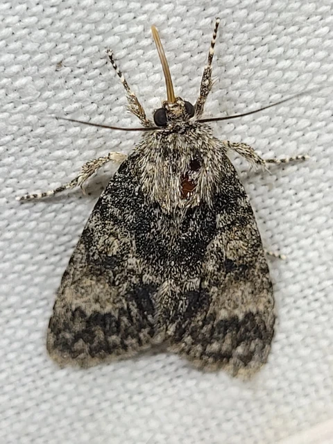 Acronicta megacephala - nagyfejű szigonyosbagoly