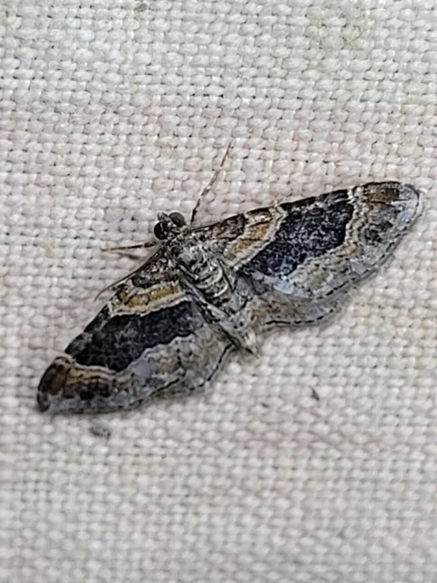 Xanthorhoe ferrugata - kerti tarkaaraszoló