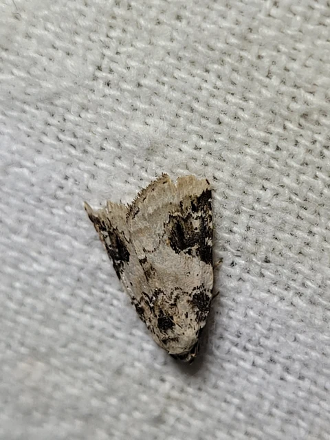 Pseudeustrotia candidula - fehéres apróbagoly