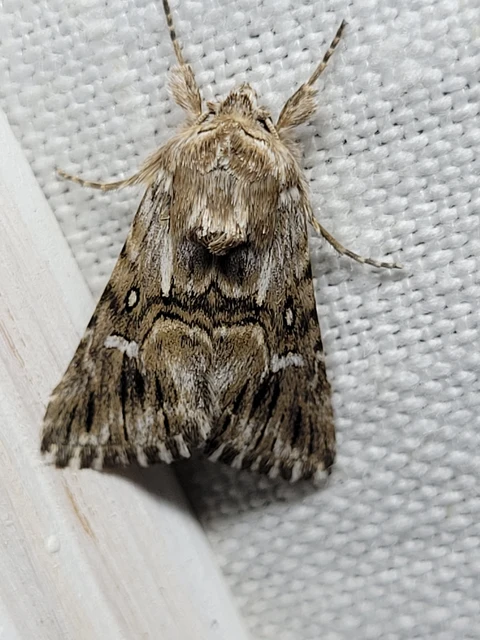 Calophasia lunula - gyújtoványfű-apróbagoly