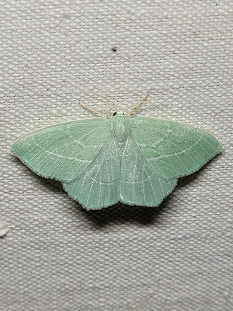 Hemistola chrysoprasaria - kékes zöldaraszoló