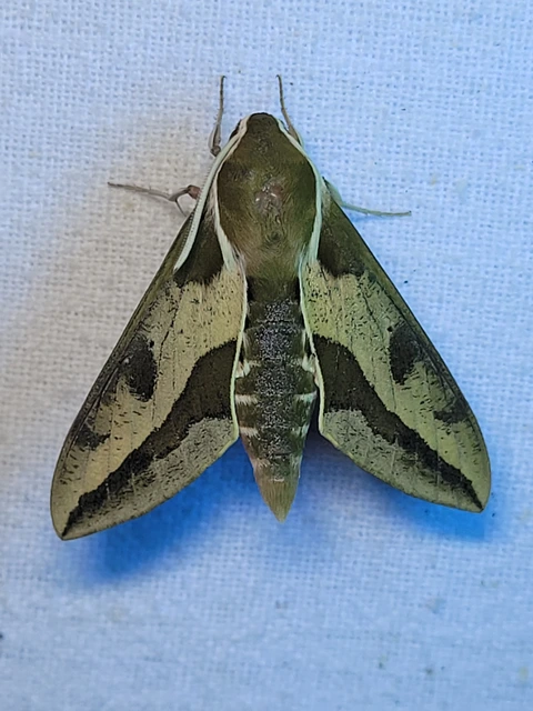 Hyles euphorbiae - kutyatejszender