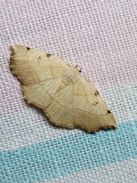 Eilicrinia trinotata - háromjegyű araszoló